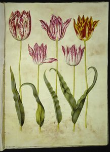 Tulipa gesneriana (Garden Tulip) by Hans Simon Holtzbecker