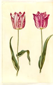 Tulipa gesneriana (garden tulip) by Hans Simon Holtzbecker