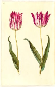 Tulipa gesneriana (Garden Tulip) by Hans Simon Holtzbecker