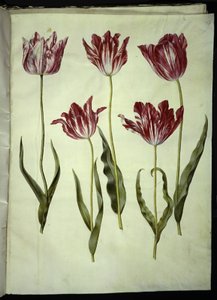 Tulipa gesneriana (Garden Tulip) by Hans Simon Holtzbecker