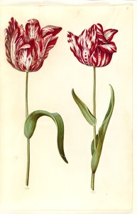 Tulipa gesneriana (Garden Tulip) by Hans Simon Holtzbecker