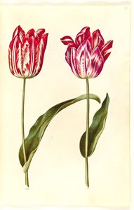 Tulipa gesneriana (Garden Tulip) by Hans Simon Holtzbecker