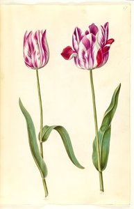 Tulipa gesneriana (Garden Tulip)