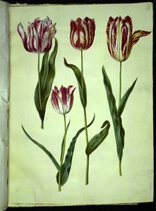 Tulipa gesneriana (Garden Tulip) by Hans Simon Holtzbecker