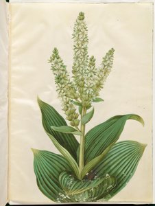 Veratrum Album (White False Hellebore)