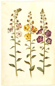 Verbascum blattaria; Verbascum phoeniceum by Hans Simon Holtzbecker