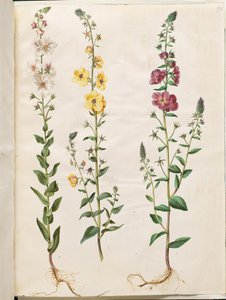 Verbascum blattaria (Moth Mullein); Verbascum phoeniceum (Purple Mullein) by Hans Simon Holtzbecker