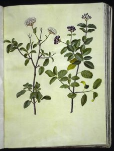 Viburnum tinus (Winter Snowball) by Hans Simon Holtzbecker