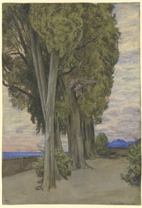 Cypresses in the Villa d