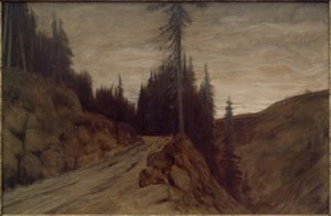 Firs at Dusk
