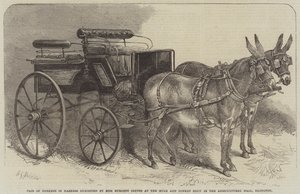 Pair of Donkeys in Harness exhibited by Miss Burdett Coutts at the Mule and Donkey Show in the Agricultural Hall, Islington by Harden Sidney Melville