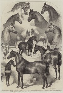 Prize Horses at the Horse Show in the Agricultural Hall, Islington