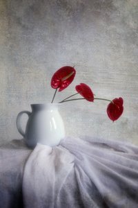 Red Anthurium Still Life by Hari Sulistiawan