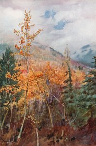 On a Mountain Side Near Nelson, British Columbia
