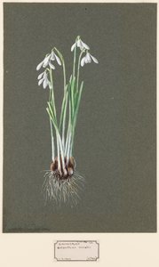 Galanthus nivalis L. Snowdrop by Harold Drinkwater