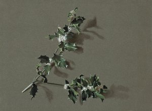 Ilex Aquifolium L. Common Holly, c. 1870-1920 by Harold Drinkwater
