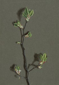 Wych Elm by Harold Drinkwater