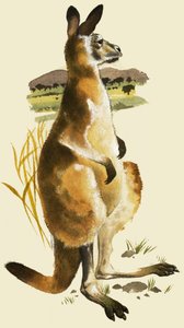 The Kangaroo