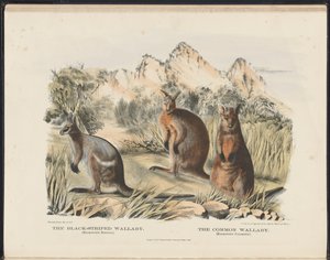 Mammals of Australia: The Black-striped Wallaby and the Common Wallaby by Harriet Morgan