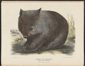 Mammals of Australia: The Wombat