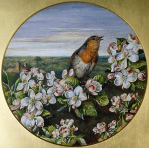 A Robin Among Blossom
