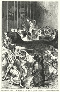 A Scene in the Dogs Home