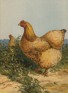 Buff Cochin Hen by Harrison William Weir
