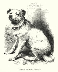 "Charlie," the White Sergeant by Harrison William Weir