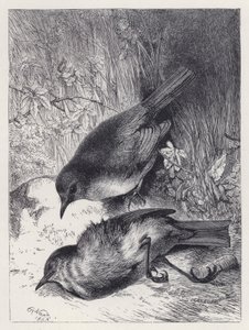 Death of Robin