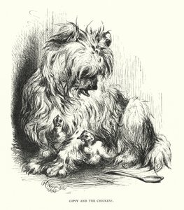 Gipsy and the Chicken (engraving) by Harrison William Weir