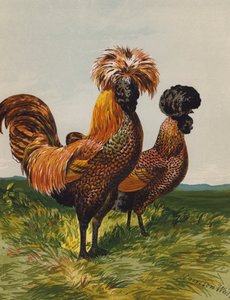 Golden-Spangled Polish by Harrison William Weir