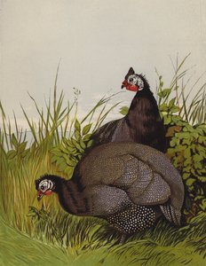 Guinea Fowls by Harrison William Weir