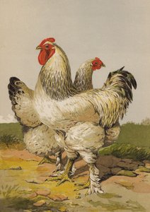 Light Brahmas by Harrison William Weir