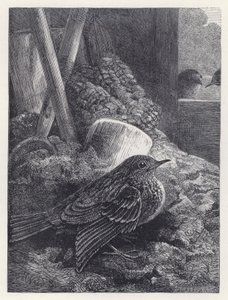 Little Robin Safely Housed by Harrison William Weir