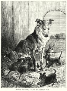 Mother and Pups