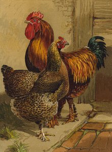 Partridge Cochins by Harrison William Weir