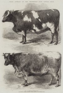 Prize Animals at the Smithfield Club Cattle Show
