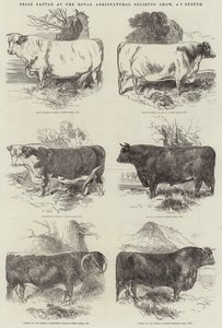 Prize Cattle at the Royal Agricultural Society