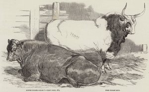 Prize Cattle at the Royal Agricultural Society