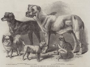 Prize Dogs at the Leeds Show