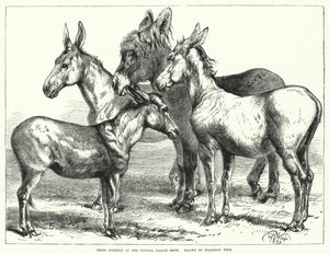 Prize Donkeys at the Crystal Palace Show by Harrison William Weir