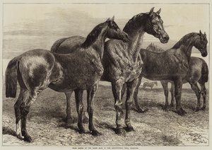 Prize Horses at the Horse Show in the Agricultural Hall, Islington