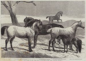 Prize Horses at the Horse Show in the Agricultural Hall, Islington