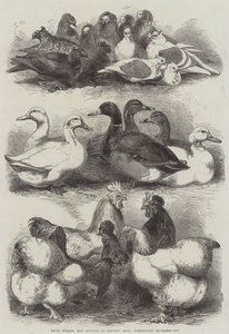 Prize Pigeons and Poultry at Bingley Hall, Birmingham by Harrison William Weir