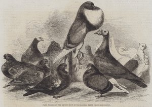 Prize Pigeons at the Recent Show of the Halifax Fancy Pigeon Association