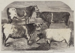 Prize Shorthorns at the Royal Agricultural Society