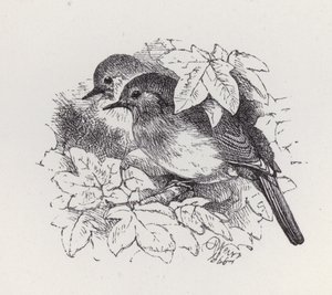 Robins by Harrison William Weir