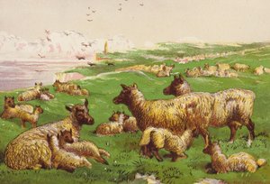 Sheep on the Sea Shore by Harrison William Weir
