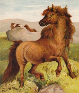 Shetland Ponies