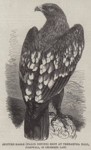 Spotted Eagle shot at Trebartha Hall, Cornwall, in December Last by Harrison William Weir